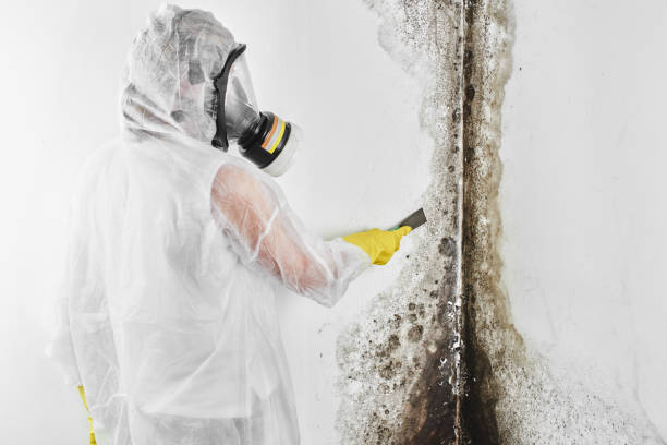 Best Mold Damage Repair  in Morgantown, WV