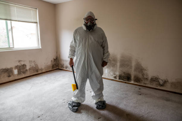 Best Office Mold Removal Services  in Morgantown, WV